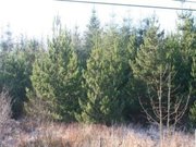 For Sale: At Claremount,  Oughterard,  Galway. Forestry Plantation