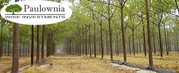 Forestry business for sale. Buy Bulgarian company with land and trees.
