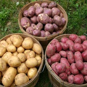 iugvf, cvc Irish Potatoes for sale by your own quelity